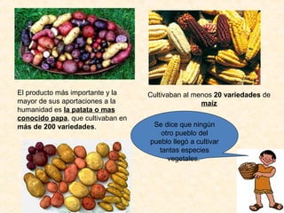 El producto más importante y la 
mayor de sus aportaciones a la 
humanidad es la patata o mas 
conocido papa, que cultivaban en 
más de 200 variedades. 
Cultivaban al menos 20 variedades de 
maíz 
Se dice que ningún 
otro pueblo del 
pueblo llegó a cultivar 
tantas especies 
vegetales. 
 