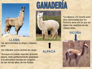 LLAMA 
•La alpaca y la vicuña eran 
muy apreciadas por su 
finísima lana con la que se 
tejían los vestidos de las 
clases altas. 
•se aprovechaba su larga y espesa 
lana 
•se utilizaba como animal de carga. 
•Aunque no puede soportar grandes 
pesos, esta perfectamente adaptada 
a la atmosfera escasa en oxigeno 
de las tierras altas de los Andes 
ALPACA 
VICUÑA 
 