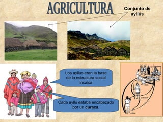 Los ayllus eran la base 
de la estructura social 
incaica 
Cada ayllu estaba encabezado 
por un curaca. 
Conjunto de 
ayllús 
 