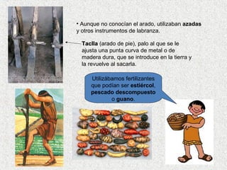 • Aunque no conocían el arado, utilizaban azadas 
y otros instrumentos de labranza. 
TTaaccllllaa (arado de pie), palo al que se le 
ajusta una punta curva de metal o de 
madera dura, que se introduce en la tierra y 
la revuelve al sacarla. 
Utilizábamos fertilizantes 
que podían ser estiércol, 
pescado descompuesto 
o guano. 
 