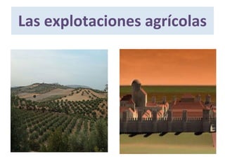 Las explotaciones agrícolas
 