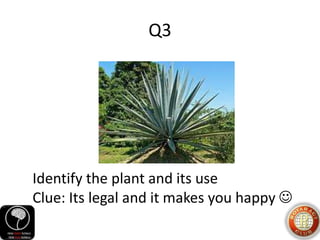 Q3
Identify the plant and its use
Clue: Its legal and it makes you happy 
 
