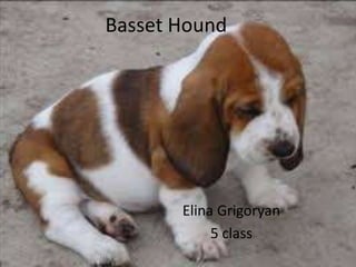 Basset Hound
Elina Grigoryan
5 class
 