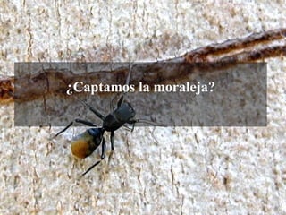 ¿Captamos la moraleja?
 