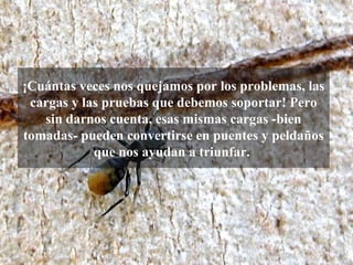 ¡Cuántas veces nos quejamos por los problemas, las
 cargas y las pruebas que debemos soportar! Pero
   sin darnos cuenta, esas mismas cargas -bien
tomadas- pueden convertirse en puentes y peldaños
            que nos ayudan a triunfar.
 