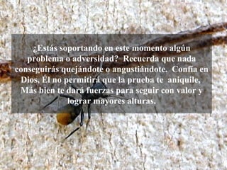¿Estás soportando en este momento algún
   problema o adversidad? Recuerda que nada
conseguirás quejándote o angustiándote. Confía en
 Dios, Él no permitirá que la prueba te aniquile,
 Más bien te dará fuerzas para seguir con valor y
              lograr mayores alturas.
 