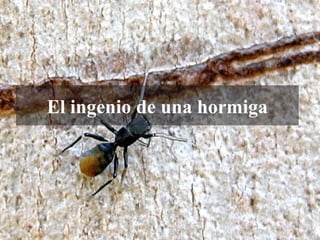 El ingenio de una hormiga
 