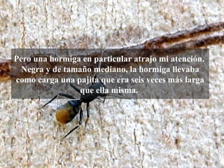 Pero una hormiga en particular atrajo mi atención.
  Negra y de tamaño mediano, la hormiga llevaba
como carga una pajita que era seis veces más larga
                 que ella misma.
 