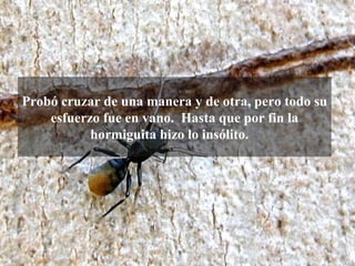 Probó cruzar de una manera y de otra, pero todo su
    esfuerzo fue en vano. Hasta que por fin la
           hormiguita hizo lo insólito.
 