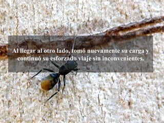 Al llegar al otro lado, tomó nuevamente su carga y
 continuó su esforzado viaje sin inconvenientes.
 