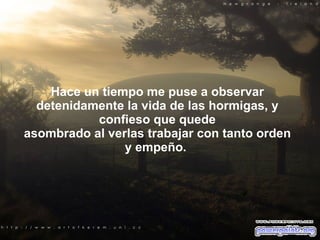 Hace un tiempo me puse a observar detenidamente la vida de las hormigas, y confieso que quede asombrado al verlas trabajar con tanto orden y empeño.  