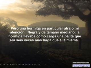 Pero una hormiga en particular atrajo mi   atención.  Negra y de tamaño mediano, la hormiga llevaba como carga una pajita que era seis veces más larga que ella misma.  