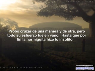 Probó cruzar de una manera y de otra, pero todo su esfuerzo fue en vano.  Hasta que por fin la hormiguita hizo lo insólito.    