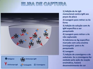  Realização relativamente rápida, simples e de custo baixo a médio em comparação com outras técnicas de imunodiagnóstico.CARACTERÍSTICAS BÁSICASDesvantagens