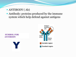  ANTIBODY ( Ab)
  Antibody: proteins produced by the immune
  system which help defend against antigens




SYMBOL FOR
ANTIBODY




     Y
 