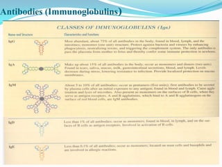 Antibodies (Immunoglobulins)
 