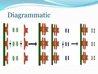 Diagrammatic
 