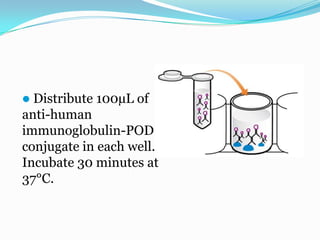  Distribute   100µL of
anti-human
immunoglobulin-POD
conjugate in each well.
Incubate 30 minutes at
37°C.
 