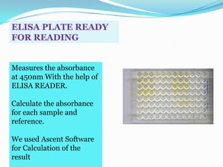ELISA PLATE READY
FOR READING


Measures the absorbance
at 450nm With the help of
ELISA READER.

Calculate the absorbance
for each sample and
reference.

We used Ascent Software
for Calculation of the
result
 