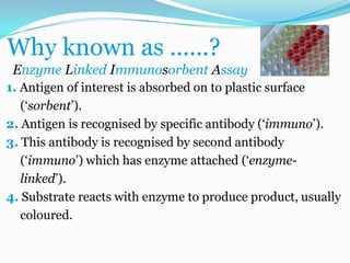 Why known as ......?
 Enzyme Linked Immunosorbent Assay
1. Antigen of interest is absorbed on to plastic surface
   („sorbent‟).
2. Antigen is recognised by specific antibody („immuno‟).
3. This antibody is recognised by second antibody
   („immuno‟) which has enzyme attached („enzyme-
   linked‟).
4. Substrate reacts with enzyme to produce product, usually
   coloured.
 