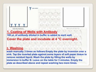 1. Coating of Wells with Antibody
100 μL of antibody diluted in buffer is added to each well.

Cover the plate and incubate at 4 °C overnight.
2. Washing
wash manually 3 times as follows:Empty the plate by inversion over a
sink. Tap the inverted plate against some layers of soft paper tissue to
remove residual liquid. Wash the plate by filling the wells by
immersion in buffer B. Leave on the table for 3 minutes. Empty the
plate as described above and repeat washing two more times.

 