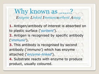 1. Antigen/antibody of interest is absorbed on
to plastic surface („sorbent‟).
2. Antigen is recognised by specific antibody
(„immuno‟).
3. This antibody is recognised by second
antibody („immuno‟) which has enzyme
attached („enzyme-linked‟).
4. Substrate reacts with enzyme to produce
product, usually coloured.

 