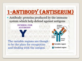 1-Antibody (antiserum)
 Antibody: proteins produced by the immune

system which help defend against antigens
SYMBOL FOR
ANTIBODY

The variable regions are though
to be the place for recognition
and binding with the antigen.

 