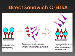 Enzyme Linked Immunosorbent Assay ELISA and its types with emphasis on ...