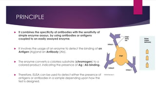 PRINCIPLE
 It combines the specificity of antibodies with the sensitivity of
simple enzyme assays, by using antibodies or antigens
coupled to an easily assayed enzyme.
 It involves the usage of an enzyme to detect the binding of an
Antigen (Ag)and an Antibody (Ab).
 The enzyme converts a colorless substrate (chromogen) to a
colored product, indicating the presence of Ag : Ab binding.
 Therefore, ELISA can be used to detect either the presence of
antigens or antibodies in a sample depending upon how the
test is designed.
 