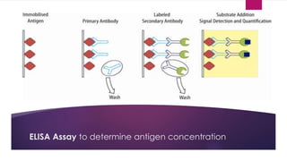 ELISA Assay to determine antigen concentration
 