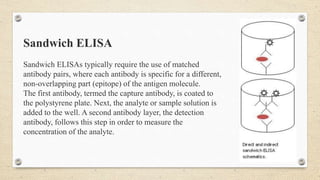 Sandwich ELISA
Sandwich ELISAs typically require the use of matched
antibody pairs, where each antibody is specific for a different,
non-overlapping part (epitope) of the antigen molecule.
The first antibody, termed the capture antibody, is coated to
the polystyrene plate. Next, the analyte or sample solution is
added to the well. A second antibody layer, the detection
antibody, follows this step in order to measure the
concentration of the analyte.
 