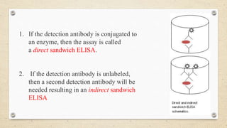 1. If the detection antibody is conjugated to
an enzyme, then the assay is called
a direct sandwich ELISA.
2. If the detection antibody is unlabeled,
then a second detection antibody will be
needed resulting in an indirect sandwich
ELISA
 