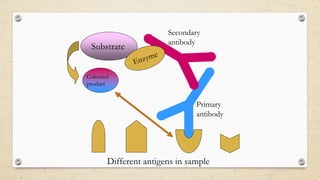 Substrate
Primary
antibody
Secondary
antibody
Different antigens in sample
Coloured
product
 