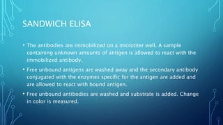 SANDWICH ELISA
• The antibodies are immobilized on a microtiter well. A sample
containing unknown amounts of antigen is allowed to react with the
immobilized antibody.
• Free unbound antigens are washed away and the secondary antibody
conjugated with the enzymes specific for the antigen are added and
are allowed to react with bound antigen.
• Free unbound antibodies are washed and substrate is added. Change
in color is measured.
 