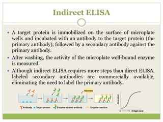 Indirect ELISA
 A target protein is immobilized on the surface of microplate
wells and incubated with an antibody to the target protein (the
primary antibody), followed by a secondary antibody against the
primary antibody.
 After washing, the activity of the microplate well-bound enzyme
is measured.
 Although indirect ELISA requires more steps than direct ELISA,
labeled secondary antibodies are commercially available,
eliminating the need to label the primary antibody.
 