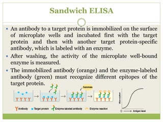 Sandwich ELISA
 An antibody to a target protein is immobilized on the surface
of microplate wells and incubated first with the target
protein and then with another target protein-specific
antibody, which is labeled with an enzyme.
 After washing, the activity of the microplate well-bound
enzyme is measured.
 The immobilized antibody (orange) and the enzyme-labeled
antibody (green) must recognize different epitopes of the
target protein.
 
