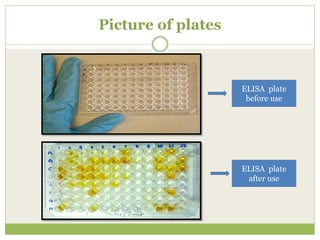 Picture of plates
ELISA plate
before use
ELISA plate
after use
 