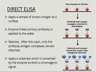 Elisa | PPTX