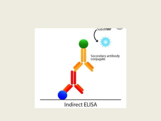 Enzyme Linked Immunosorbent Assay | PPTX