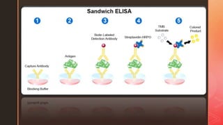 Elisa (and its type) | PPTX