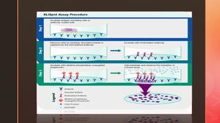 Elisa (and its type) | PPTX