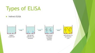 Types of ELISA
 Indirect ELISA
 