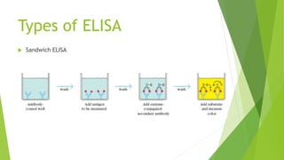 Types of ELISA
 Sandwich ELISA
 