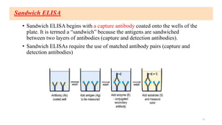 Sandwich ELISA
• Sandwich ELISA begins with a capture antibody coated onto the wells of the
plate. It is termed a “sandwich” because the antigens are sandwiched
between two layers of antibodies (capture and detection antibodies).
• Sandwich ELISAs require the use of matched antibody pairs (capture and
detection antibodies)
11
 