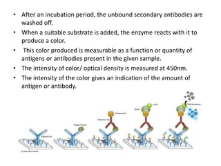 • After an incubation period, the unbound secondary antibodies are
washed off.
• When a suitable substrate is added, the enzyme reacts with it to
produce a color.
• This color produced is measurable as a function or quantity of
antigens or antibodies present in the given sample.
• The intensity of color/ optical density is measured at 450nm.
• The intensity of the color gives an indication of the amount of
antigen or antibody.
 