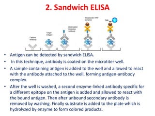 2. Sandwich ELISA
• Antigen can be detected by sandwich ELISA.
• In this technique, antibody is coated on the microtiter well.
• A sample containing antigen is added to the well and allowed to react
with the antibody attached to the well, forming antigen-antibody
complex.
• After the well is washed, a second enzyme-linked antibody specific for
a different epitope on the antigen is added and allowed to react with
the bound antigen. Then after unbound secondary antibody is
removed by washing. Finally substrate is added to the plate which is
hydrolyzed by enzyme to form colored products.
 