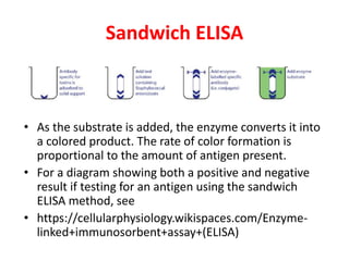 Sandwich ELISA
• As the substrate is added, the enzyme converts it into
a colored product. The rate of color formation is
proportional to the amount of antigen present.
• For a diagram showing both a positive and negative
result if testing for an antigen using the sandwich
ELISA method, see
• https://cellularphysiology.wikispaces.com/Enzyme-
linked+immunosorbent+assay+(ELISA)
 