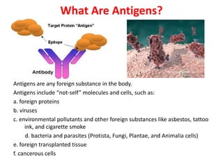 What Are Antigens?
Antigens are any foreign substance in the body.
Antigens include “not-self” molecules and cells, such as:
a. foreign proteins
b. viruses
c. environmental pollutants and other foreign substances like asbestos, tattoo
ink, and cigarette smoke
d. bacteria and parasites (Protista, Fungi, Plantae, and Animalia cells)
e. foreign transplanted tissue
f. cancerous cells
 