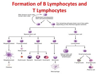 Formation of B Lymphocytes and
T Lymphocytes
 
