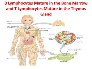 B Lymphocytes Mature in the Bone Marrow
and T Lymphocytes Mature in the Thymus
Gland
 
